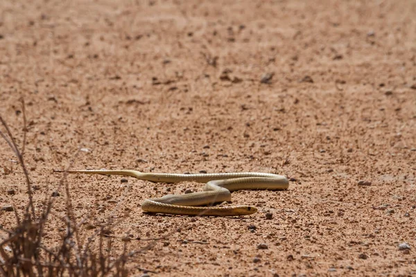 Cabo Cobra Moviéndose Suelo Tierras Desérticas Parque Transfronterizo Kgalagadi Sudáfrica —  Fotos de Stock