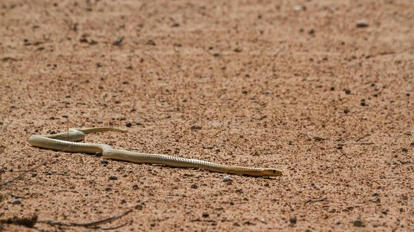 在南非Kgalagadi跨界公园的沙漠土地上活动的眼镜蛇角 物种为Elapidae的Naja Nivea科 — 图库照片
