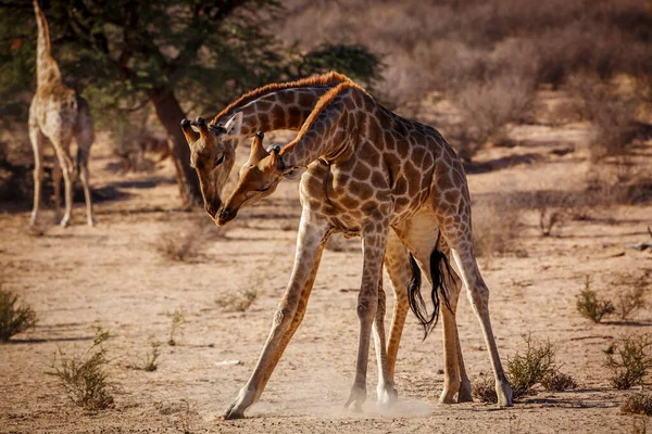 Dois Giraffes Fazendo Desfile Pescoço Parque Transfronteiriço Kgalagadi África Sul — Fotografia de Stock