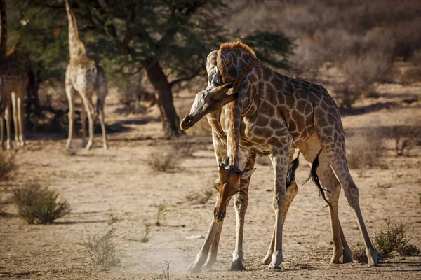 Dois Giraffes Fazendo Desfile Pescoço Parque Transfronteiriço Kgalagadi África Sul — Fotografia de Stock