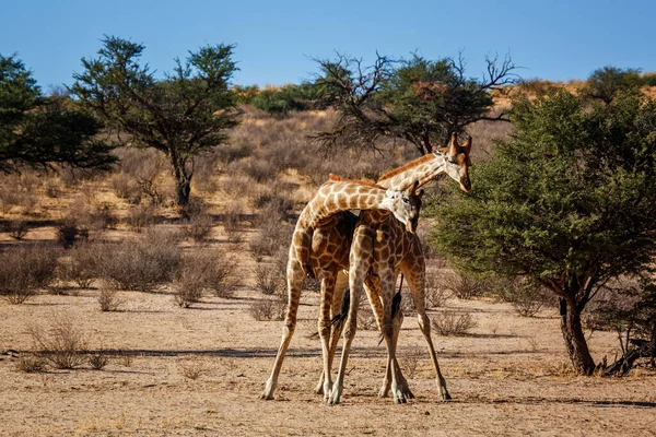 Due Giraffe Che Sfilano Collo Nel Parco Transfrontaliero Kgalagadi Sud — Foto Stock