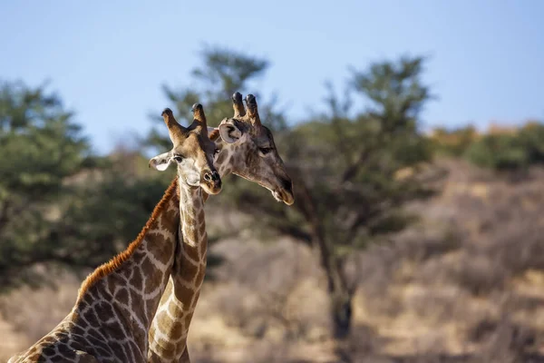 Két Zsiráf Dél Afrikai Kgalagadi Határmenti Parkban Nyakkendőparádézik Specie Giraffa — Stock Fotó
