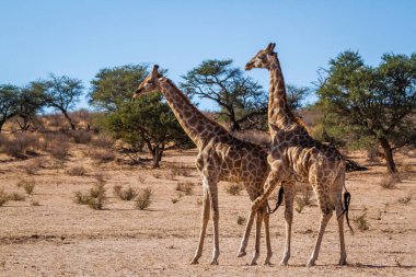 Güney Afrika 'da Kgalagadi sınır ötesi parkında çiftleşen zürafa çifti; Giraffidae familyasından Tür Giraffa camelopardalis