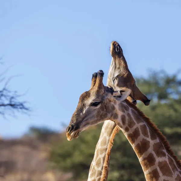 南アフリカのKgalagadi国境公園でネッキングパレードを行う2人のキリン Giraffa Camelopardalisの種 — ストック写真