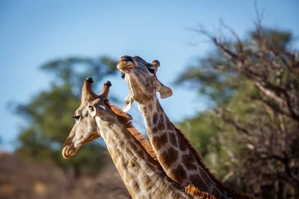 南アフリカのKgalagadi国境公園でネッキングパレードを行う2人のキリン Giraffa Camelopardalisの種 — ストック写真