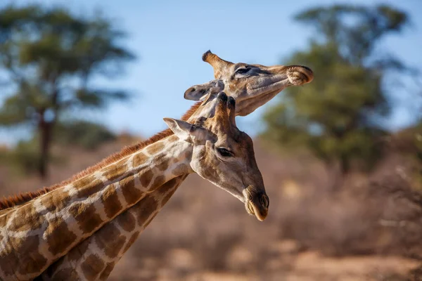 南アフリカのKgalagadi国境公園でネッキングパレードを行う2人のキリン Giraffa Camelopardalisの種 — ストック写真