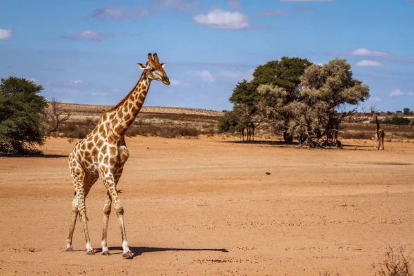Žirafa Procházky Pouštní Zemi Kgalagadi Přeshraniční Park Jižní Afrika Druh — Stock fotografie