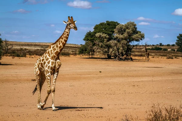 Giraffe Walking Desert Land Kgalagadi Transfrontier Park South Africa Specie — Stock Photo, Image