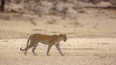 Güney Afrika 'daki Kgalagadi sınır ötesi parkında yürüyen leopar dişi; Felidae familyasından Specie Panthera pardus