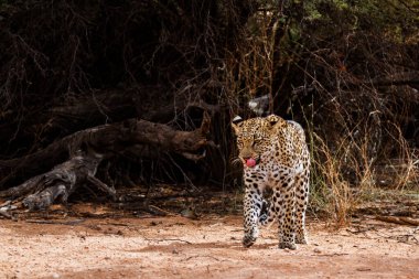 Güney Afrika 'daki Kgalagadi sınır ötesi parkında yürüyen leopar kadın. Felidae ailesinden Specie Panthera pardus.