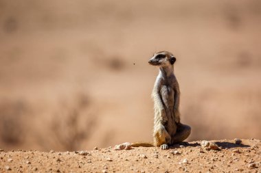 Güney Afrika 'daki Kgalagadi sınır ötesi parkında izole edilmiş meerkat; Herpestidae familyasından Specie Suricata suricatta