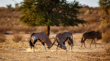 Güney Afrika 'daki Kgalagadi sınır ötesi parkında dövüşen iki Güney Afrika antilobu Bovidae familyasından Specie Oryx gazella.