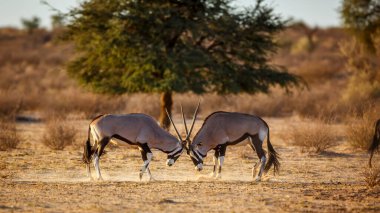 Güney Afrika 'daki Kgalagadi sınır ötesi parkında dövüşen iki Güney Afrika antilobu Bovidae familyasından Specie Oryx gazella.