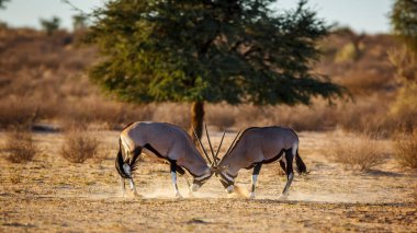Güney Afrika 'daki Kgalagadi sınır ötesi parkında dövüşen iki Güney Afrika antilobu Bovidae familyasından Specie Oryx gazella.