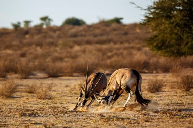 Güney Afrika 'daki Kgalagadi sınır ötesi parkında dövüşen iki Güney Afrika antilobu Bovidae familyasından Specie Oryx gazella.