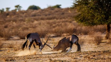 Güney Afrika 'daki Kgalagadi sınır ötesi parkında dövüşen iki Güney Afrika antilobu Bovidae familyasından Specie Oryx gazella.