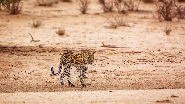 Leopardo Parque Transfronterizo Kgalagadi Sudáfrica Especie Panthera Pardus Familia Felidae —  Fotos de Stock