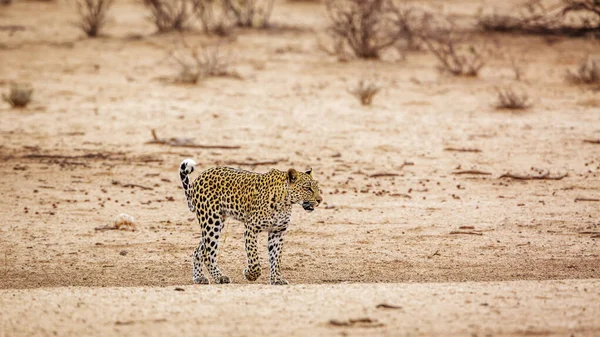 Фасад Трансграничном Парке Кгалагади Южная Африка Особь Семейства Panthera Pardus — стоковое фото