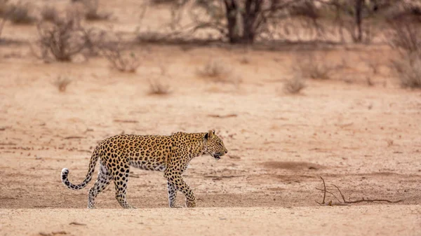 Leopard Procházky Pouštní Zemi Kgalagadi Přeshraniční Park Jižní Afrika Druh — Stock fotografie