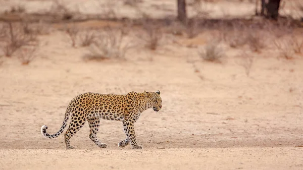 Leopardí Samice Procházející Souši Kgalagadi Přeshraničním Parku Jihoafrická Republika Druh — Stock fotografie