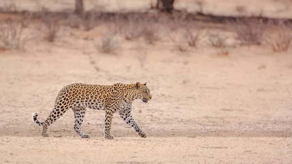 Leopard Θηλυκό Περπάτημα Ξηρά Kgalagadi Διασυνοριακό Πάρκο Νότια Αφρική Spee — Φωτογραφία Αρχείου