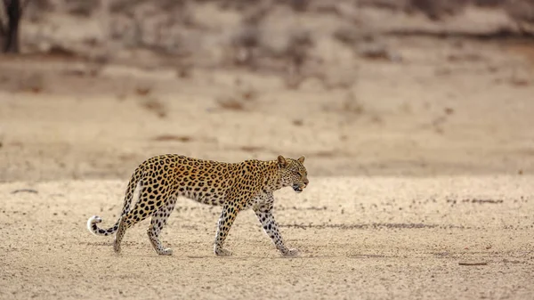 Leopardo Fêmea Caminhando Terra Seca Parque Transfronteiriço Kgalagadi África Sul — Fotografia de Stock