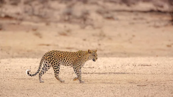 Леопардовая Самка Гуляющая Суше Трансграничном Парке Кгалагади Южная Африка Вид — стоковое фото