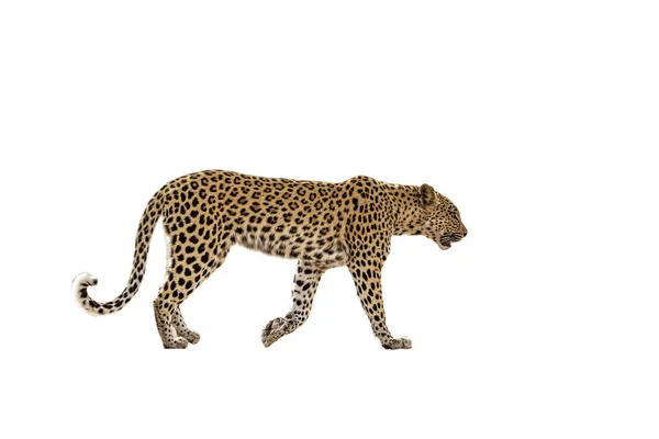 Leopárd Nőstény Séta Elszigetelt Fehér Háttér Kgalagadi Határokon Átnyúló Park — Stock Fotó