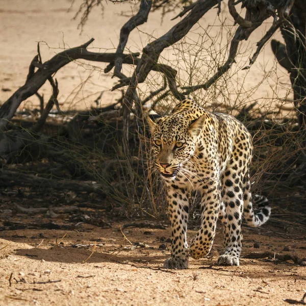 Leopardo Caminando Vista Frontal Tierra Seca Parque Transfronterizo Kgalagadi Sudáfrica —  Fotos de Stock