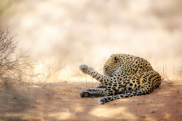 Leopardo Lamiendo Pata Parque Transfronterizo Kgalagadi Sudáfrica Especie Panthera Pardus — Foto de Stock