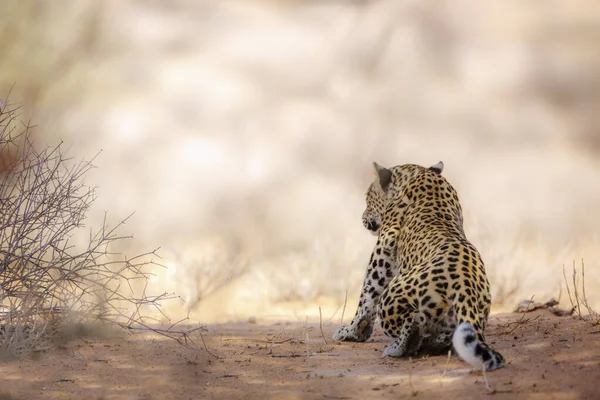 Leopard Alarmbereitschaft Kgalagadi Grenzpark Südafrika Spezies Panthera Pardus Familie Der — Stockfoto