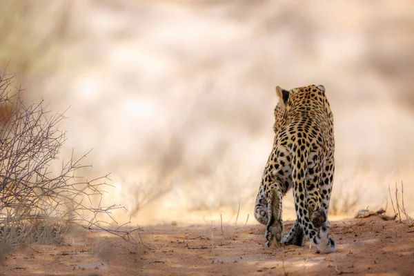 Leopárd Készenlétben Áll Dél Afrikai Kgalagadi Határátkelőparkban Panthera Pardus Fajhoz — Stock Fotó