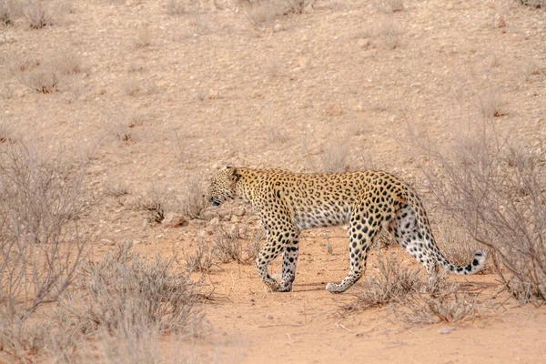 Luipaard Vrouwtje Wandelen Het Droge Kgalagadi Grensgebied Park Zuid Afrika — Stockfoto