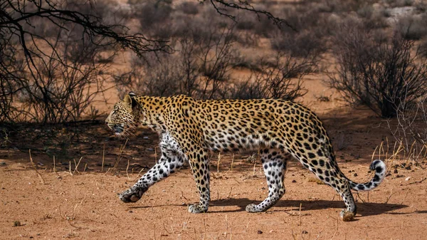 Leopardo Femmina Che Cammina Terra Asciutta Nel Parco Transfrontaliero Delle — Foto Stock