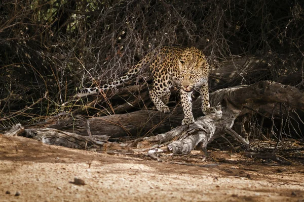 Самка Леопарда Движется Кустах Трансграничном Парке Кгалагади Южная Африка Вид — стоковое фото