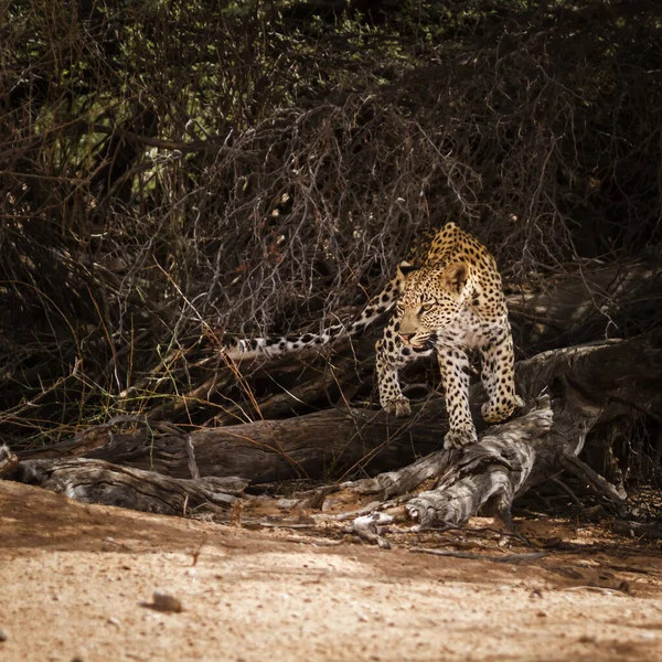 남아프리카 공화국의 칼갈라 공원에서 Felidae Panthera Pardus — 스톡 사진