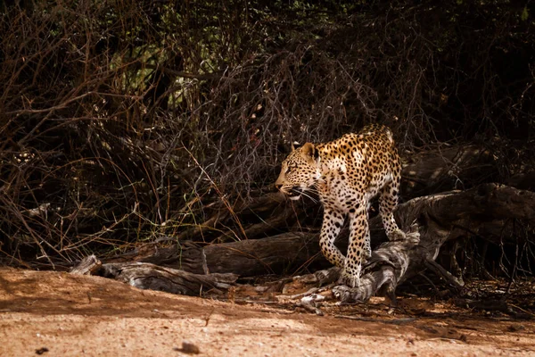 Leopardhona Som Rör Sig Buske Kgalagadi Gränsöverskridande Park Sydafrika Art — Stockfoto