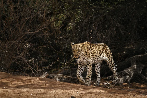 Leopard Θηλυκό Κινείται Ένα Θάμνο Στο Διασυνοριακό Πάρκο Kgalagadi Νότια — Φωτογραφία Αρχείου