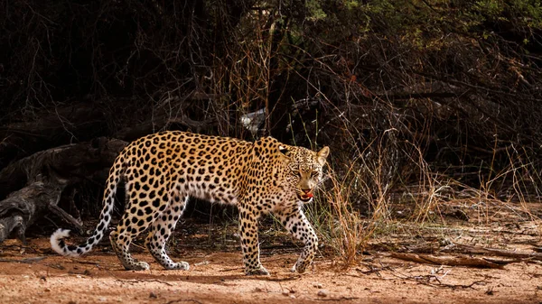Leopardo Parque Transfronterizo Kgalagadi Sudáfrica Especie Panthera Pardus Familia Felidae —  Fotos de Stock