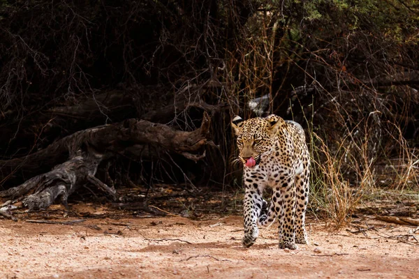 南非Kgalagadi跨国界公园中的豹女行走前景 属于Felidae的Panthera Pardus科物种 — 图库照片
