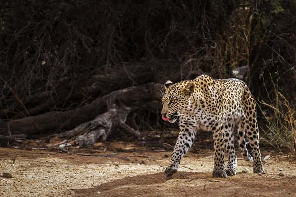 Leopard Kgalagadi Transfrontier Park South Africa Specie Panthera Pardus Family — стокове фото