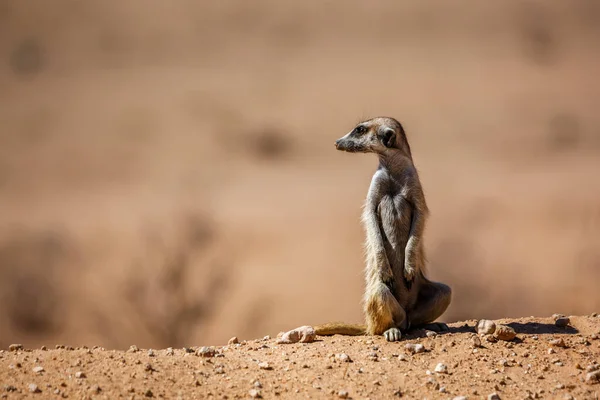 Meerkat Alerta Aislado Fondo Natural Parque Transfronterizo Kgalagadi Sudáfrica Especie — Foto de Stock