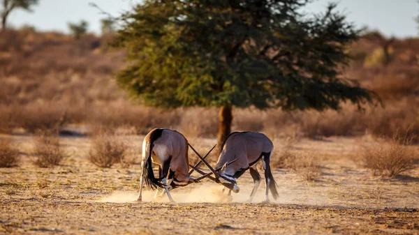 Dos Oryx Sudafricanos Luchando Parque Transfronterizo Kgalagadi Sudáfrica Especie Oryx — Foto de Stock