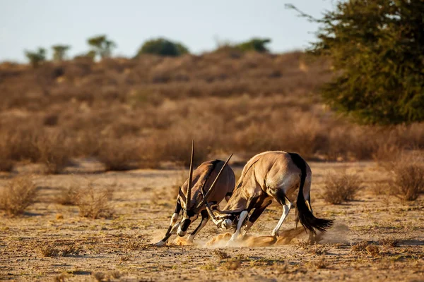 Twee Zuid Afrikaanse Oryx Gevechten Kgalagadi Grensoverschrijdende Park Zuid Afrika — Stockfoto