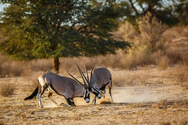 Güney Afrika 'daki Kgalagadi sınır ötesi parkında dövüşen iki Güney Afrika antilobu Bovidae familyasından Specie Oryx gazella.