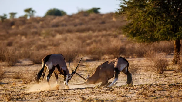 南アフリカのKgalagadi国境公園で戦っている2つの南アフリカのオリクス科のオリクスガゼラ科 — ストック写真