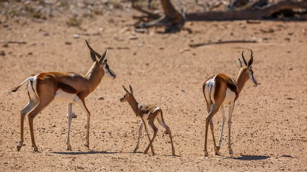 Springbok Paar Met Kalf Woestijn Land Kgalagari Grensoverschrijdend Park Zuid — Stockfoto