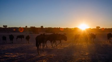 Güney Afrika 'daki Kgalagadi sınır ötesi parkında gün batımında küçük bir grup Mavi Antilop Bovidae ailesinden Specie Connochaetes taurinus