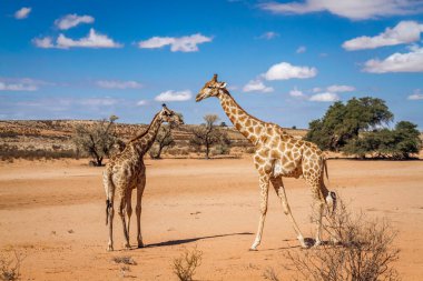 Zürafa anne ve yavrusu çöl topraklarında! Güney Afrika 'da Kgalagadi sınır ötesi parkında; Giraffidae ailesinin Tür Giraffa camelopardalis' inde