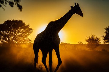 Günbatımında Güney Afrika 'daki Kgalagadi sınır ötesi parkında yürüyen zürafa; Giraffidae ailesinden Tür Giraffa camelopardalis
